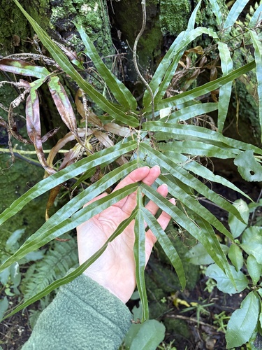 Pteris cretica, photograph 4