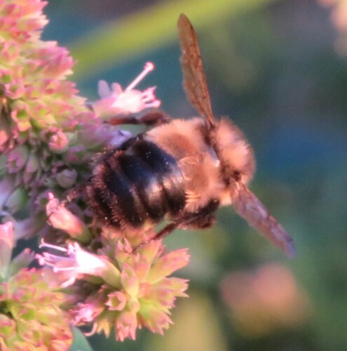 Rusty-patched Bumble Bee