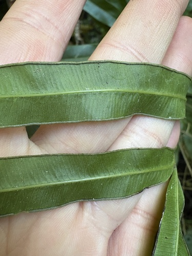 Pteris cretica, photograph 5