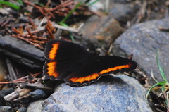 Pedaliodes symmachus