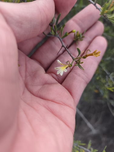 Scaevola spinescens, photograph 3