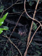 Giant White-Tailed Uromys photo 3