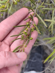author not stated, no rights reserved Eremophila deserti, photograph author not stated, no rights reserved
