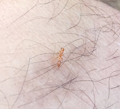 Pseudomyrmex simplex