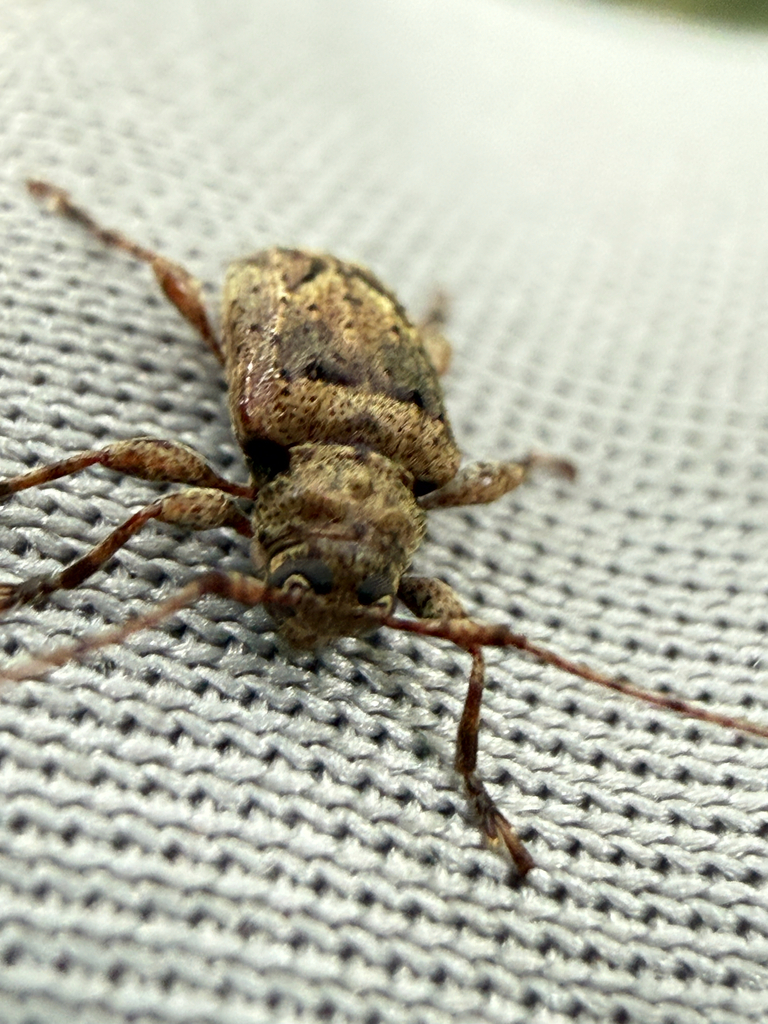 Leptostylopsis monin
