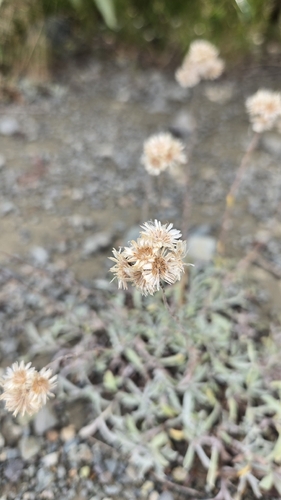 Antennaria rosea, photograph 3