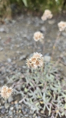 Antennaria rosea, photograph author not stated, no rights reserved