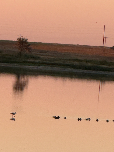 American Avocet
