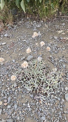 Antennaria rosea, photograph 4