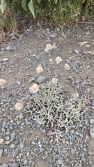Antennaria rosea, photograph author not stated, no rights reserved