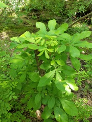 Phylloxera caryaeavellana