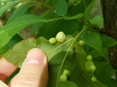 Phylloxera caryaeavellana