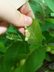 Phylloxera caryaeavellana