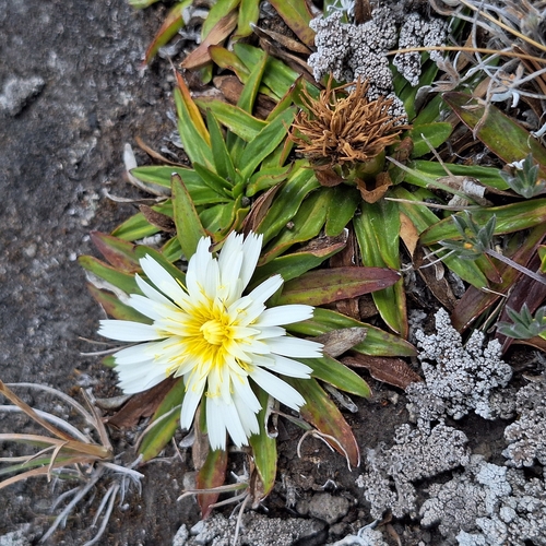 Hypochaeris sessiliflora