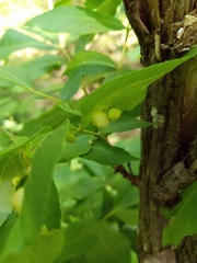 Phylloxera caryaeavellana