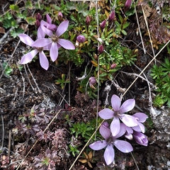Gentianella cerastioides