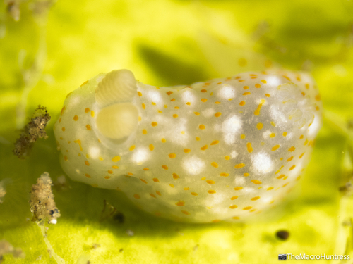 Gymnodoris okinawae, 2026-07-02