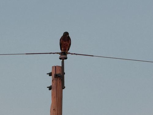 Swainson's Hawk