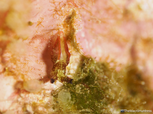 Elysia rufescens, 2026-07-02