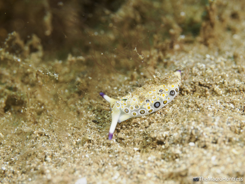 Plakobranchus ocellatus observed 2026-07-02