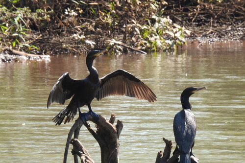 Neotropic Cormorant