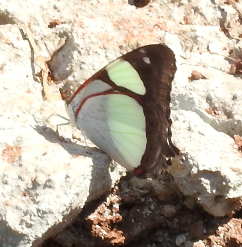 Leading Red-ring