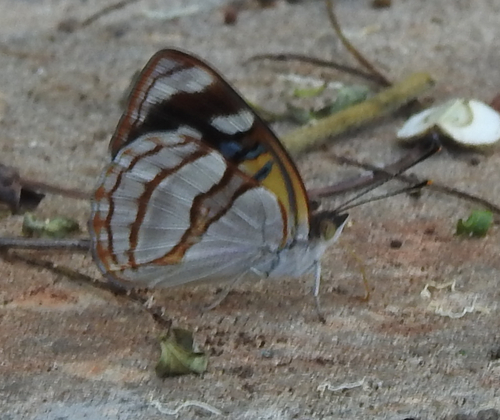 Dynamine tithia