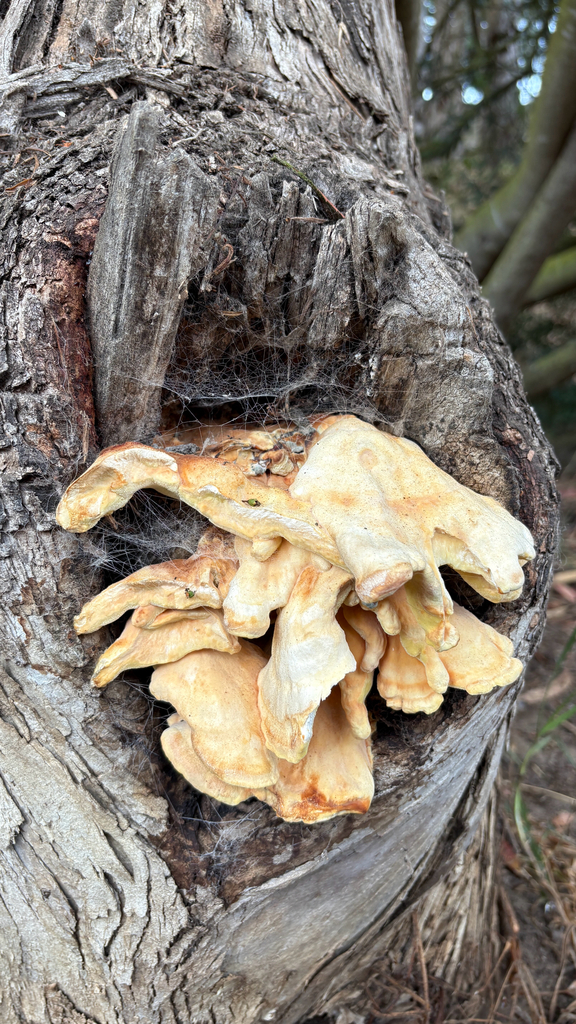 Western Hardwood Sulphur Shelf · August 2026 · photo: Photo: (c) Mary Jantsch, some rights reserved (CC BY) · iNaturalist