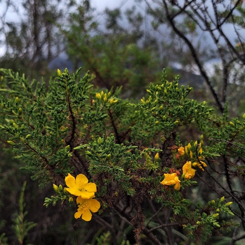 Hypericum laricifolium