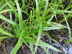 Carex pseudocyperus