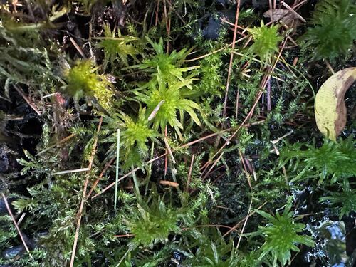 Sphagnum flexuosum observed 2026-08-20