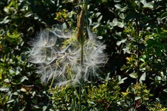 Tragopogon coelesyriacus