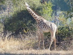 Giraffa camelopardalis thornicrofti