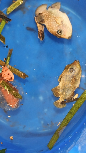 Canthidermis maculata observed 2026-09-01