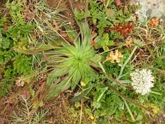 Plantago serraria