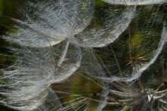 Tragopogon coelesyriacus