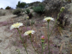 Malacothrix floccifera