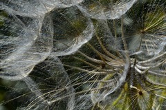 Tragopogon coelesyriacus
