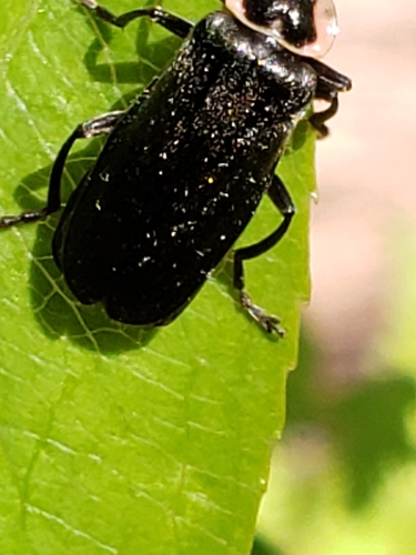 Neglected Soldier Beetle photo 4