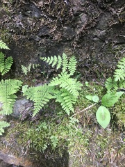 Cystopteris bulbifera