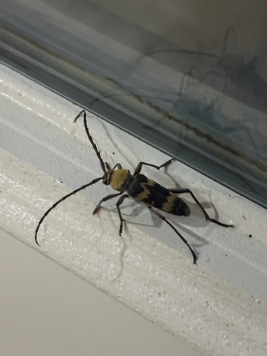 Megacyllene antennata
