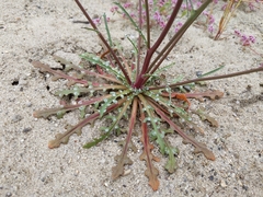 Malacothrix floccifera