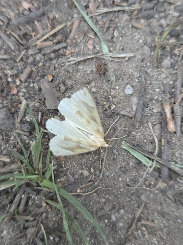 iNaturalist observation photo of Geometer Moths