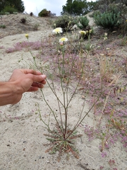 Malacothrix floccifera