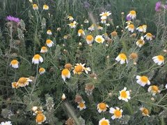 Glebionis coronaria discolor