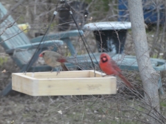 Cardinalis cardinalis