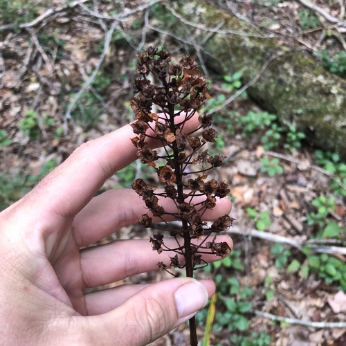 Amianthium muscitoxicum