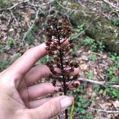 Amianthium muscitoxicum