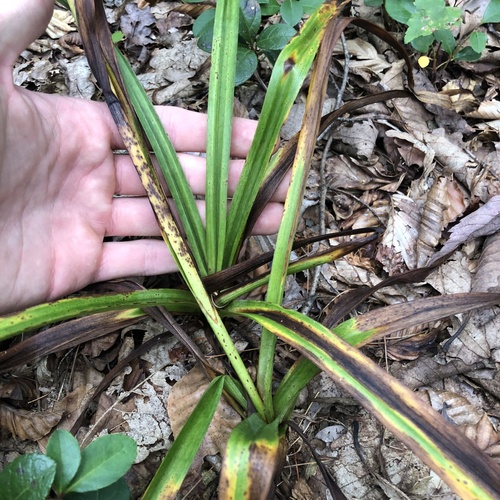 Amianthium muscitoxicum, photograph 1