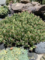 Euphorbia resinifera